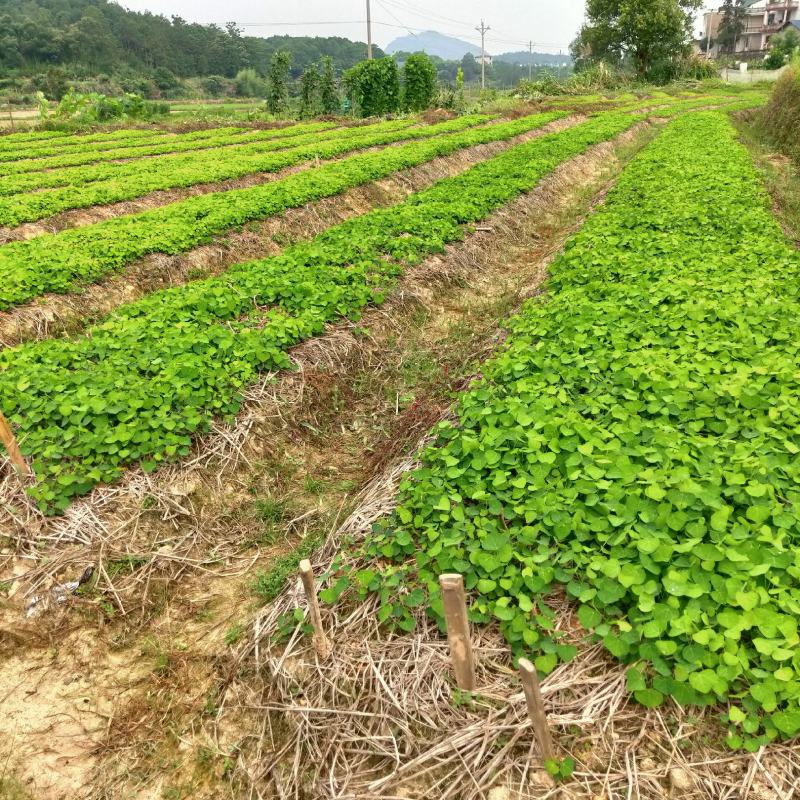 粉防己苗江西道地药材品种
