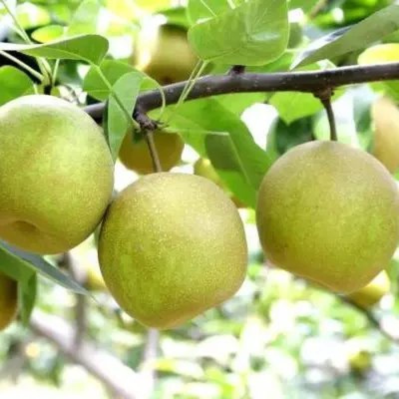 翠冠梨，果型端正，味美多汁，香甜可口，耐运输，7月中旬上