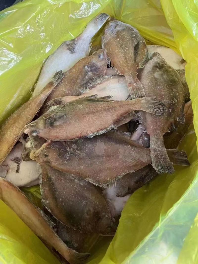 渤海湾长脖大量有货