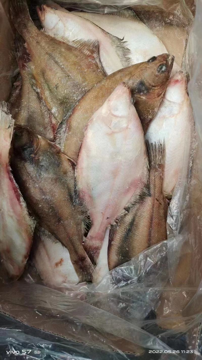渤海湾长脖大量有货