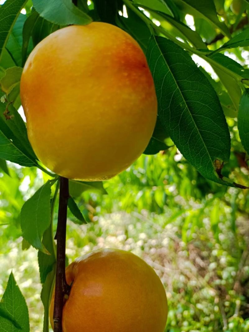 黄金蜜黄油桃大量上市