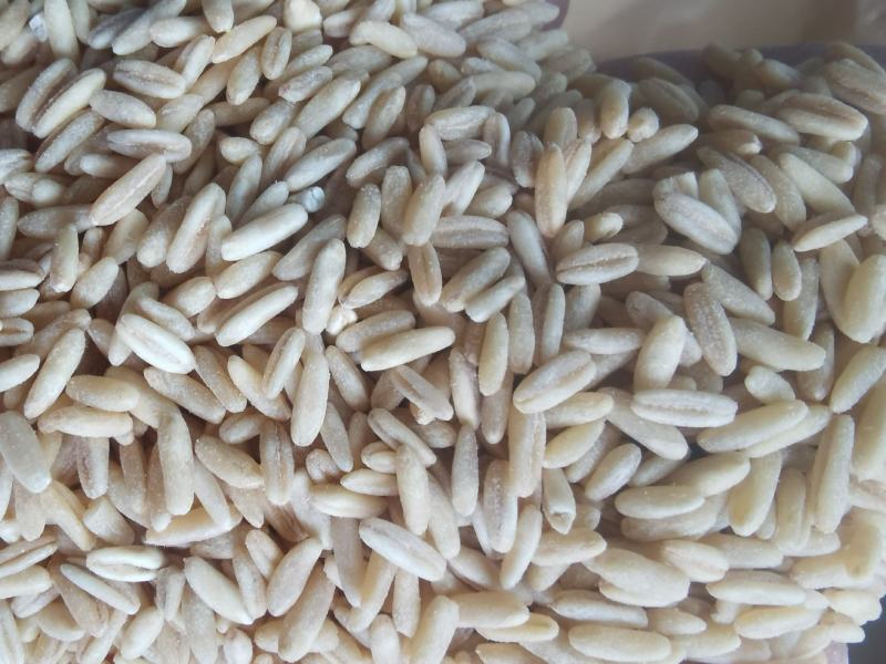 燕麦胚芽米批发裸燕麦仁五谷杂粮去皮燕麦米