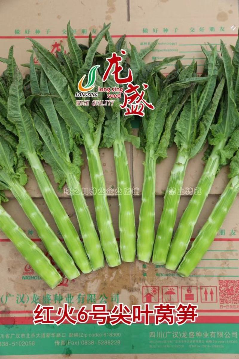 红火6号红尖叶莴笋种子耐寒春秋高桩长棒型香莴笋种子节稀