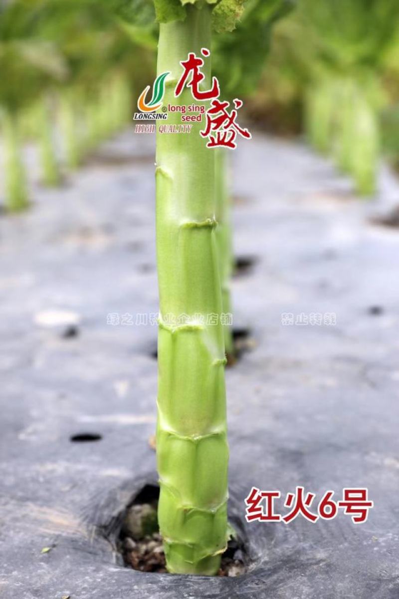 红火6号红尖叶莴笋种子耐寒春秋高桩长棒型香莴笋种子节稀