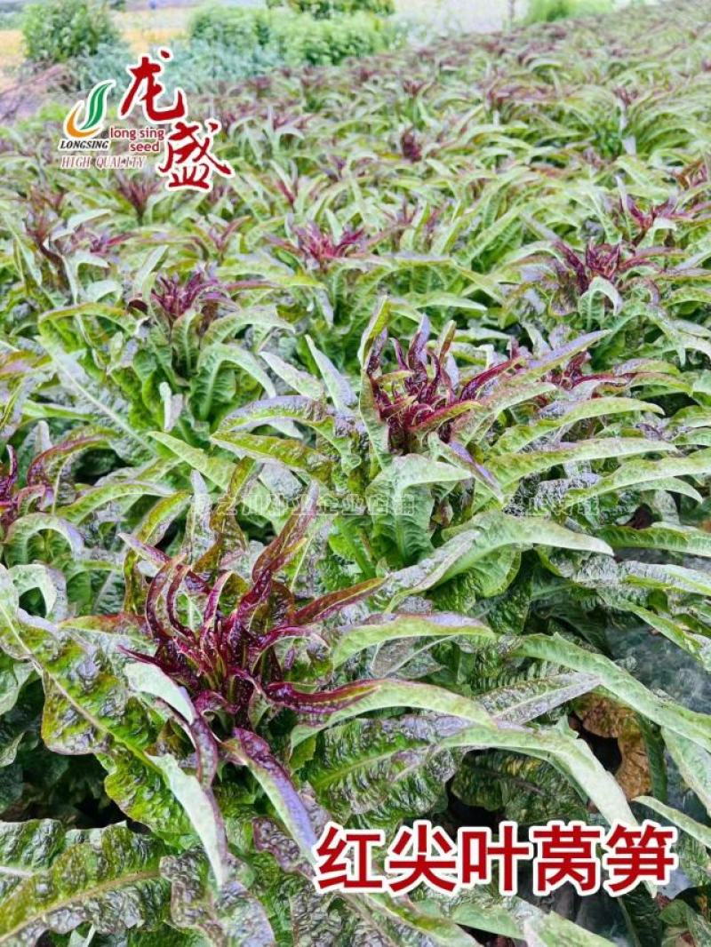 红火6号红尖叶莴笋种子耐寒春秋高桩长棒型香莴笋种子节稀