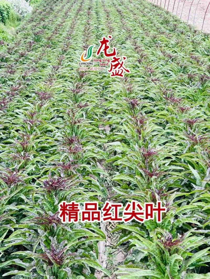 红火6号红尖叶莴笋种子耐寒春秋高桩长棒型香莴笋种子节稀