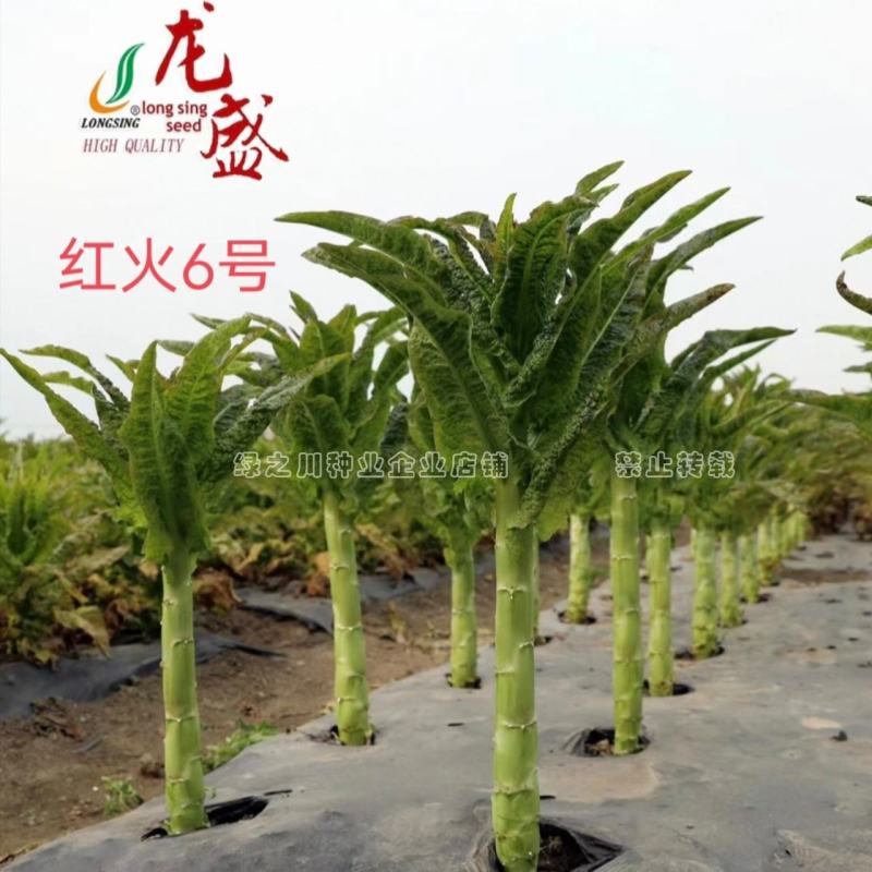 红火6号红尖叶莴笋种子耐寒春秋高桩长棒型香莴笋种子节稀