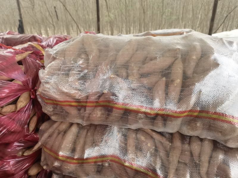 精品龙九小薯大量供应产地直发支持各种包装