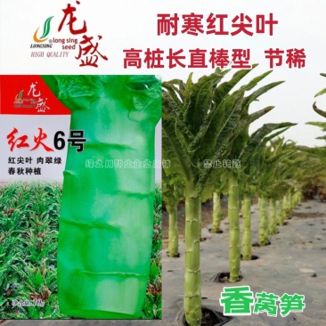 红火6号红尖叶莴笋种子耐寒春秋高桩长棒型香莴笋种子节稀