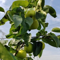 罗江翠冠梨