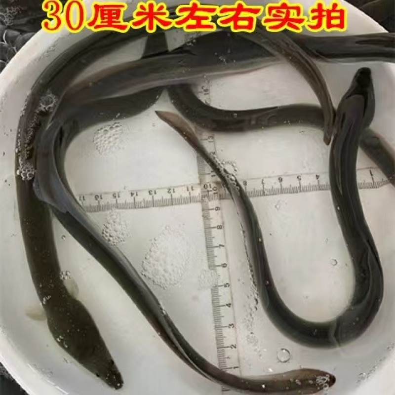 鳗鱼苗淡水养殖白鳝鱼苗花鳗鱼苗河鳗鱼苗花鳝鱼苗基地直发包