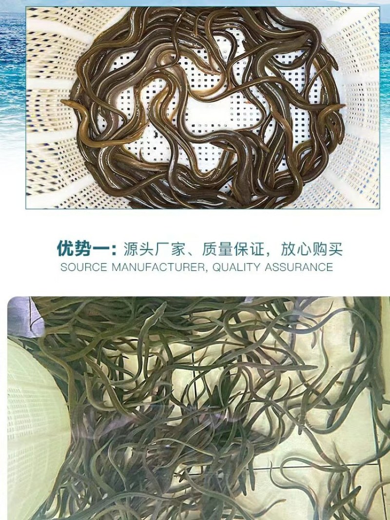 鳗鱼苗淡水养殖白鳝鱼苗花鳗鱼苗河鳗鱼苗花鳝鱼苗基地直发包