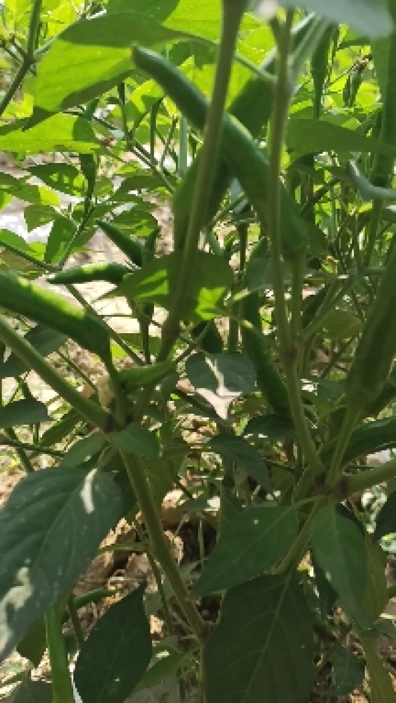 各种小米椒上市了，需要青的老板抓紧时间连系