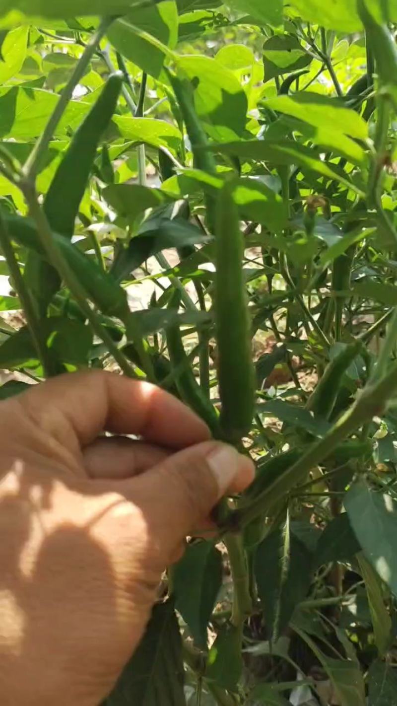 各种小米椒上市了，需要青的老板抓紧时间连系