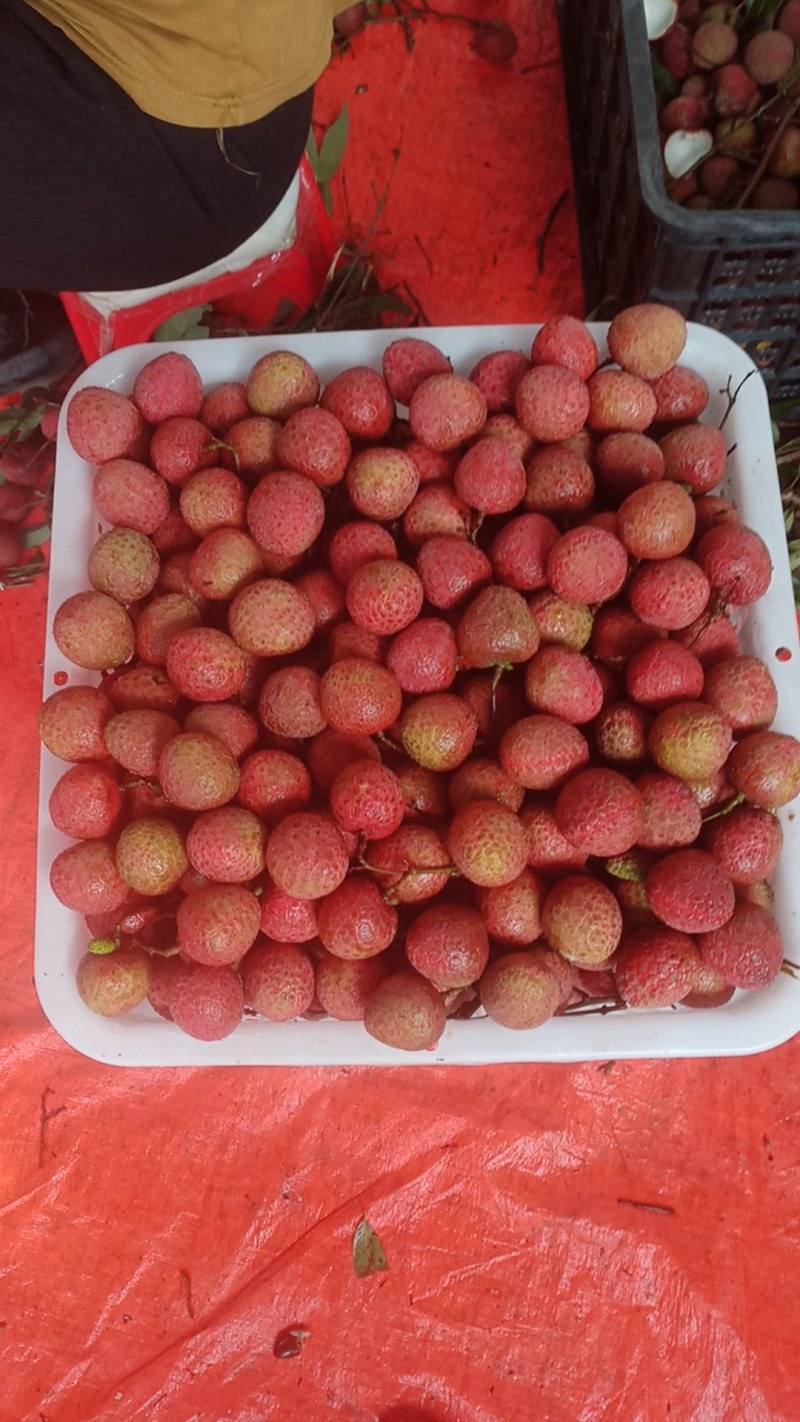 代办黑叶茘枝