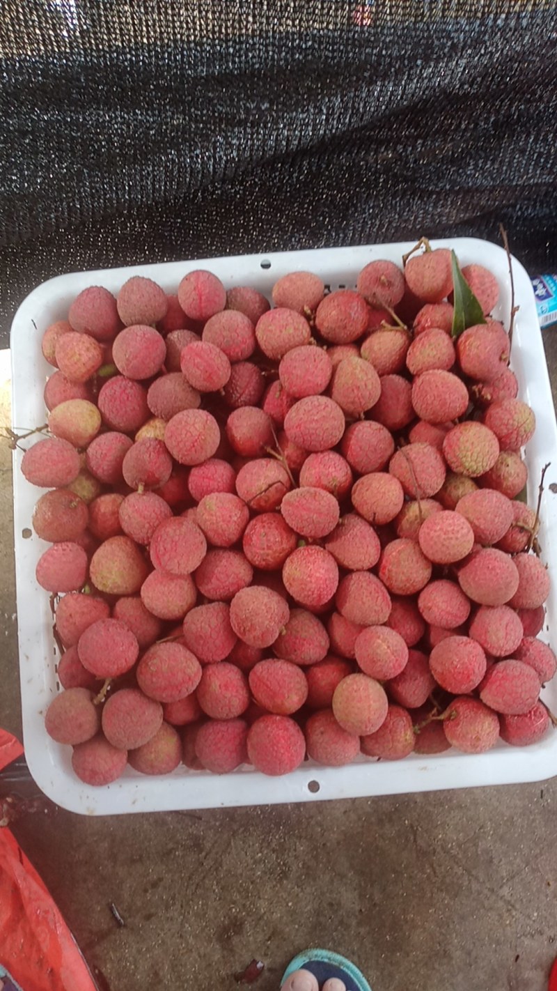 代办黑叶茘枝