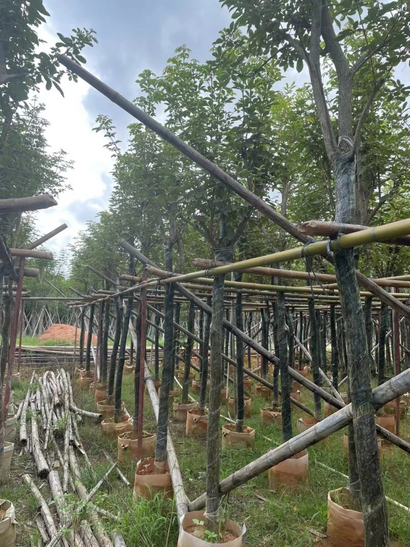 黄花风铃木