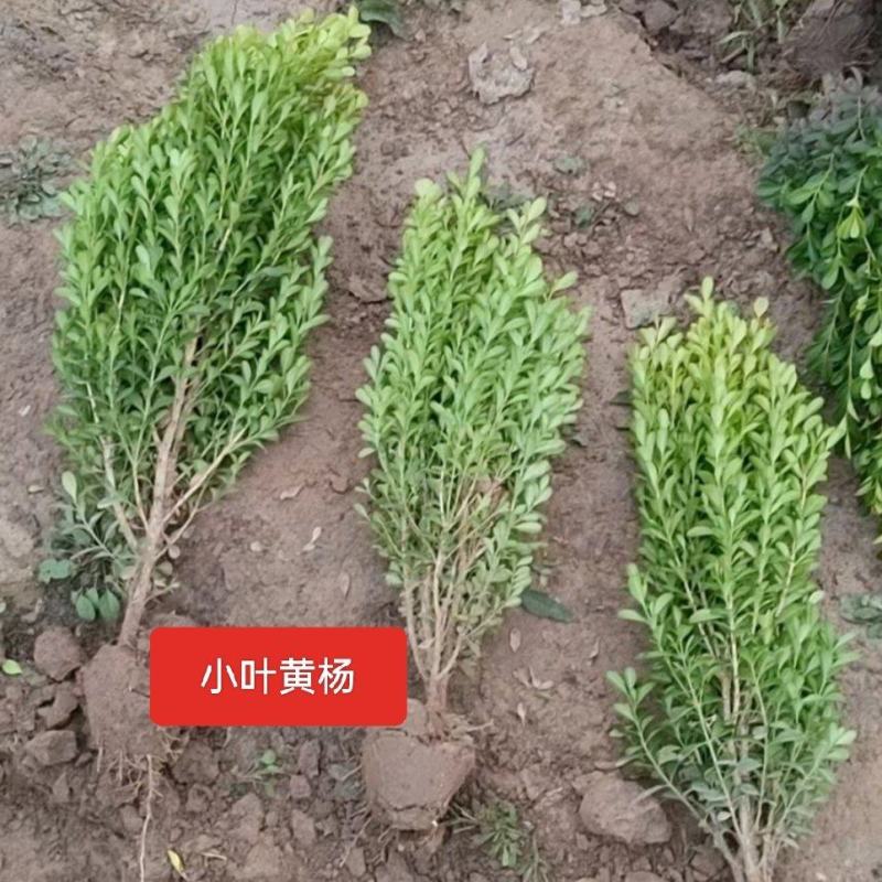 河北定州小叶黄杨瓜子黄杨雀舌黄杨大叶黄杨朝鲜黄杨苗木
