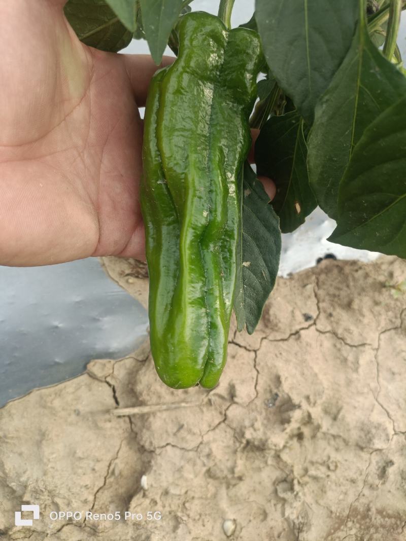 精品薄皮辣椒大量现货供应中