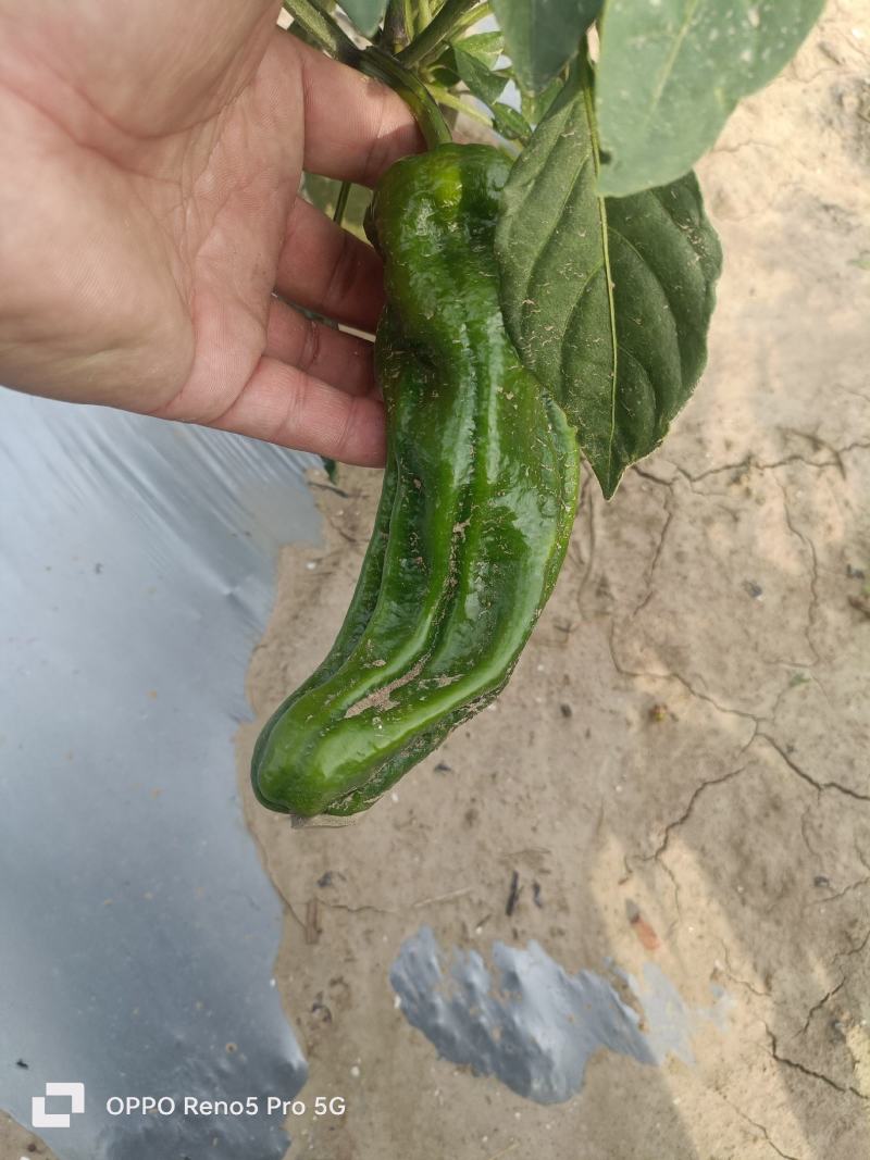 精品薄皮辣椒大量现货供应中