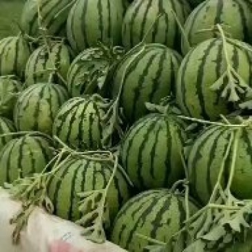 陆地直播籽小京欣西瓜
