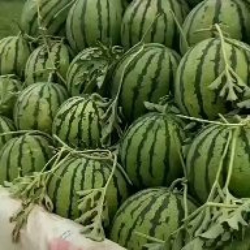 陆地直播籽小京欣西瓜