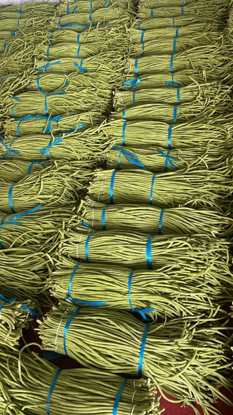 优质豇豆角质量杠杠滴