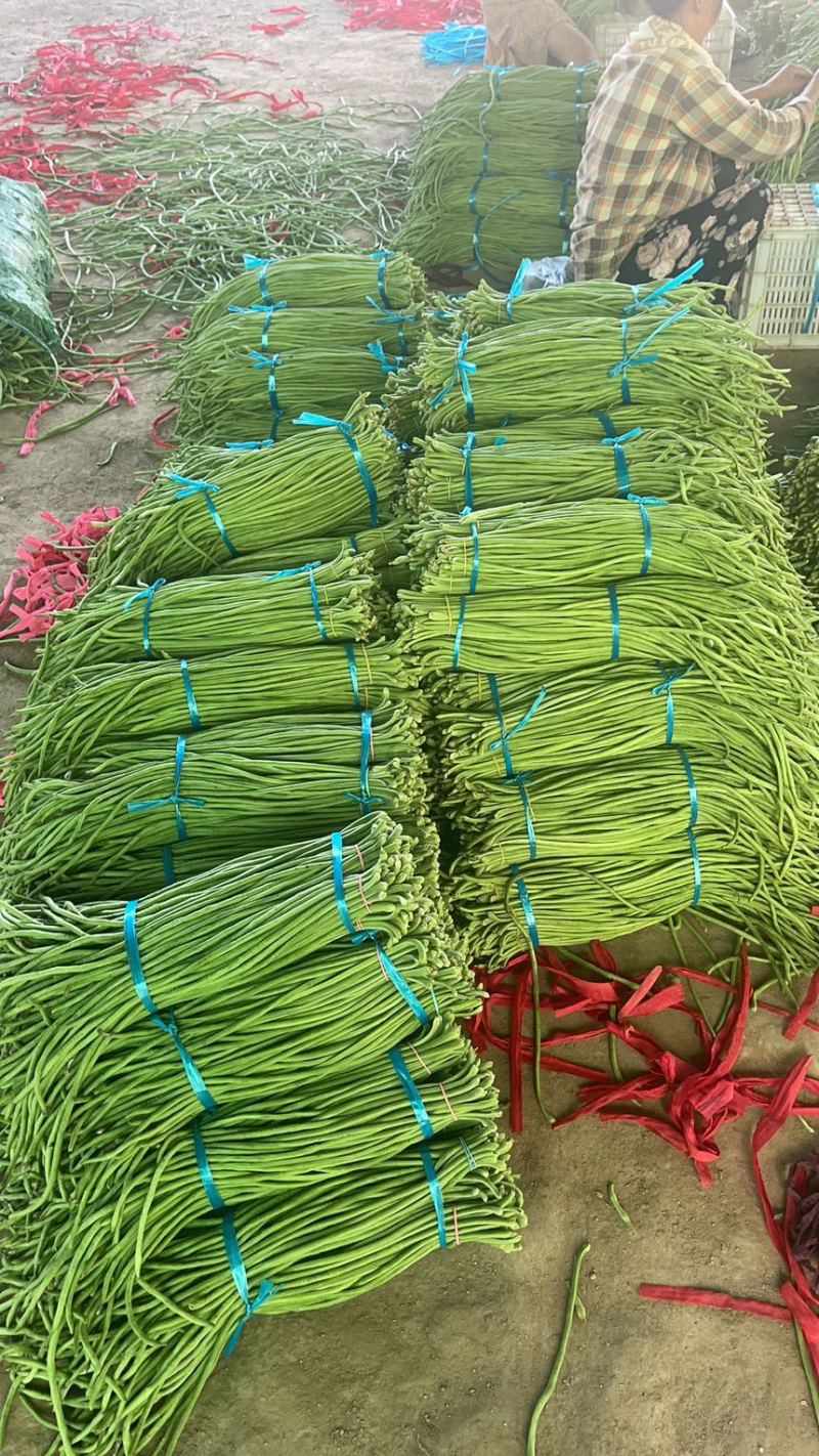 优质豇豆角质量杠杠滴