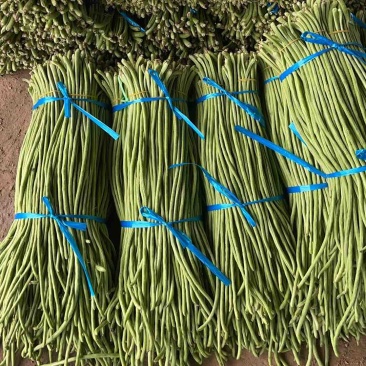优质豇豆角质量杠杠滴