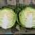 【甘蓝】河北中甘甘蓝大量上市个头均匀质量保证欢迎采购