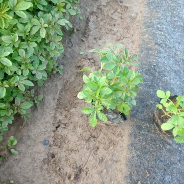 醉蝶花宿根地被花色迷人园林绿化景观不耐寒耐旱