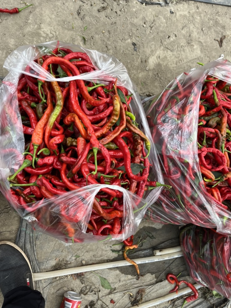 宁都罗线红，螺丝椒红辣椒大量现货供应