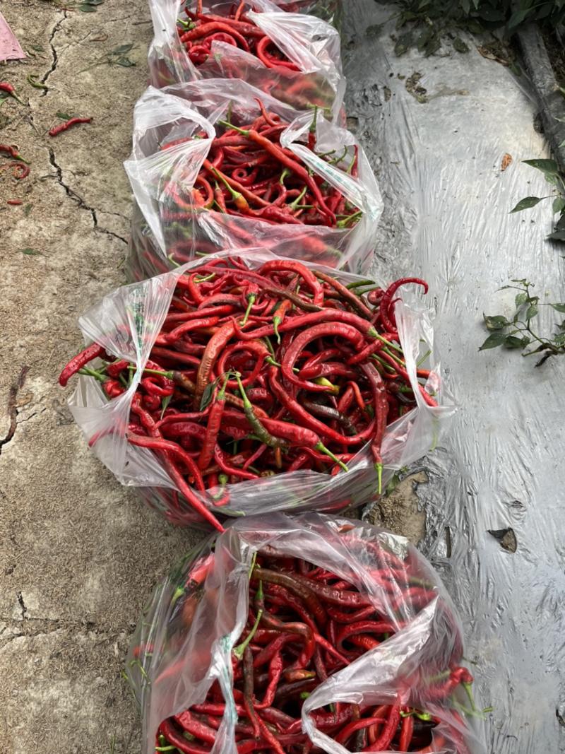 宁都罗线红，螺丝椒红辣椒大量现货供应