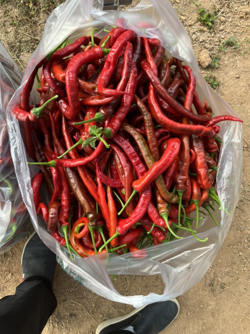 宁都罗线红，螺丝椒红辣椒大量现货供应