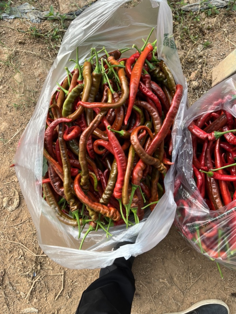 宁都罗线红，螺丝椒红辣椒大量现货供应