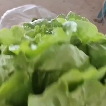 河北邯郸精品萝马生菜大量上市有需要的老板请联系