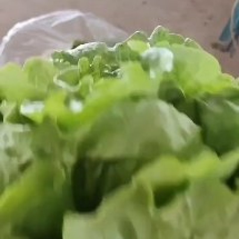 河北邯郸精品萝马生菜大量上市有需要的老板请联系