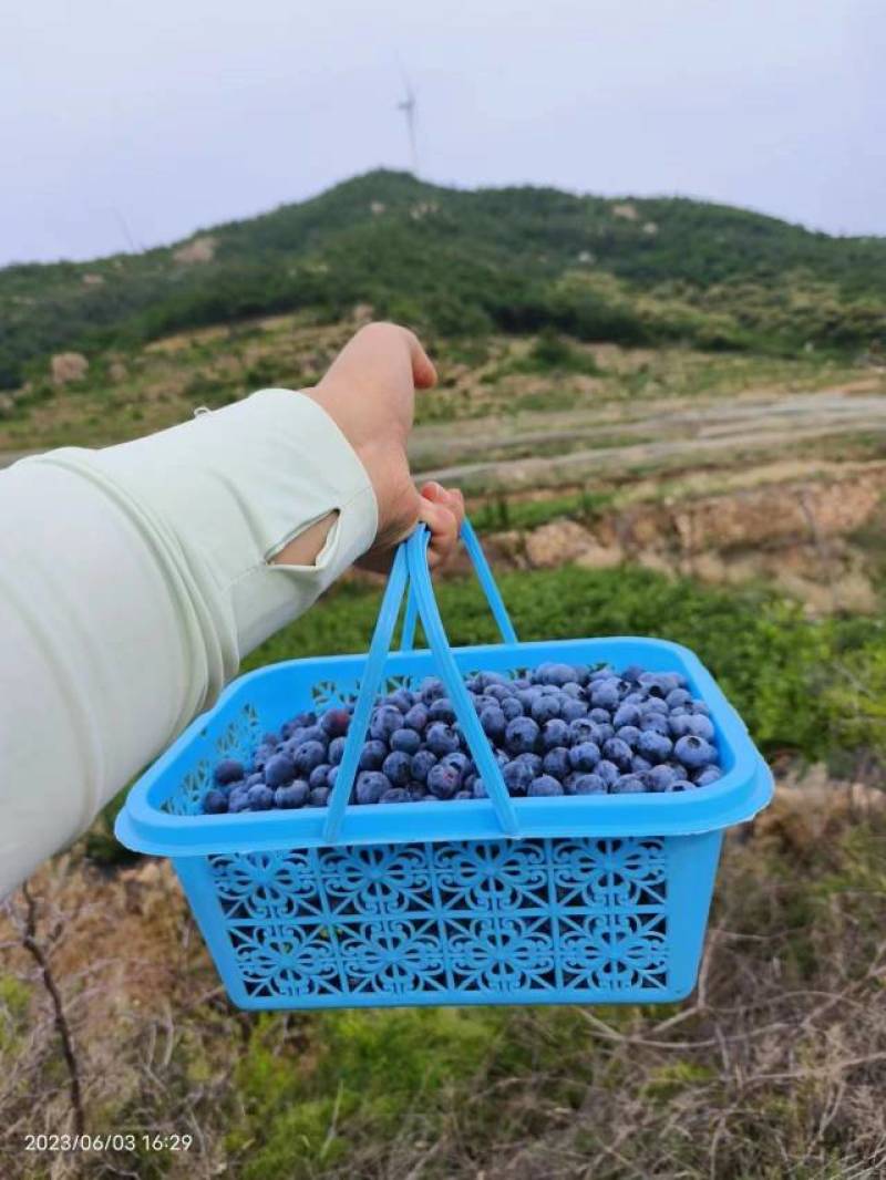 露天蓝莓