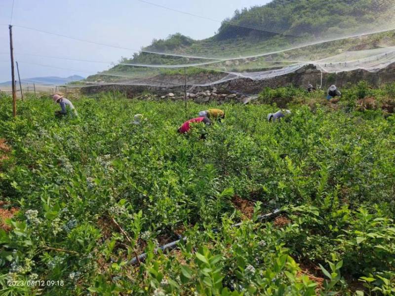 露天蓝莓