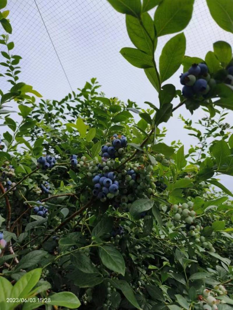 露天蓝莓