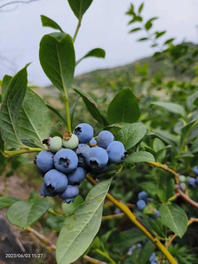 露天蓝莓