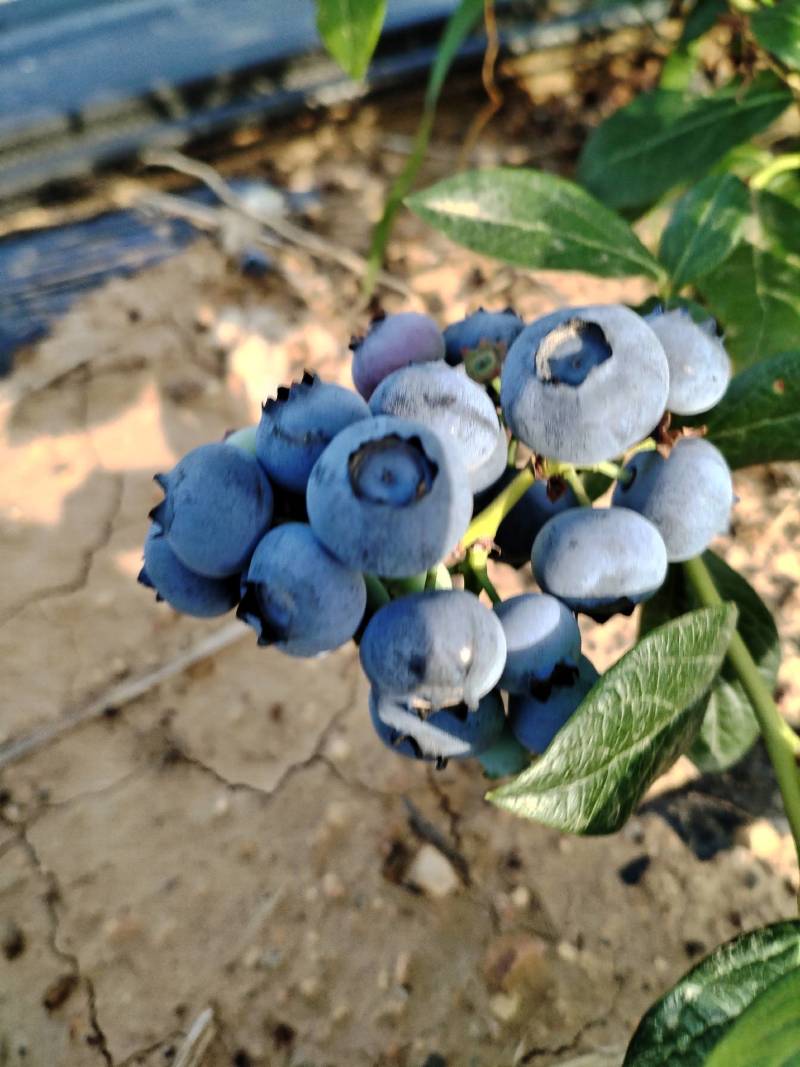 露天蓝莓