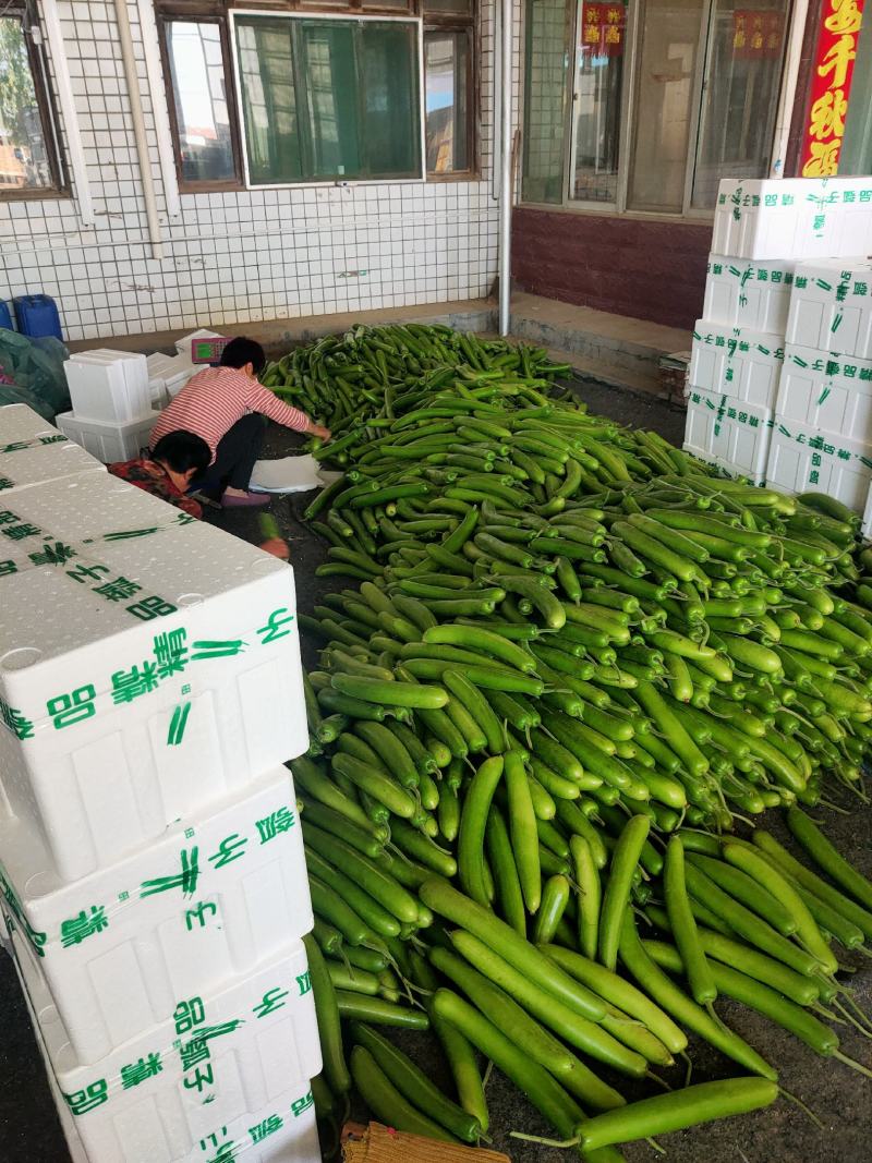 山东精品瓠子瓜蒲瓜，大量供应，一手货源，品质保证