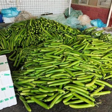山东精品瓠子瓜蒲瓜，大量供应，一手货源，品质保证