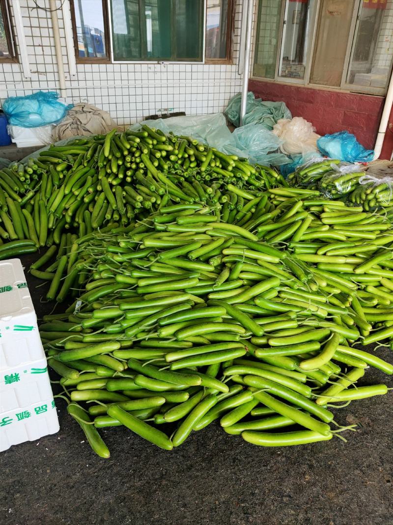 山东精品瓠子瓜蒲瓜，大量供应，一手货源，品质保证