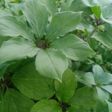 重楼4年种苗，高杆大叶紫杆滇重楼，仿自然生长，易管理