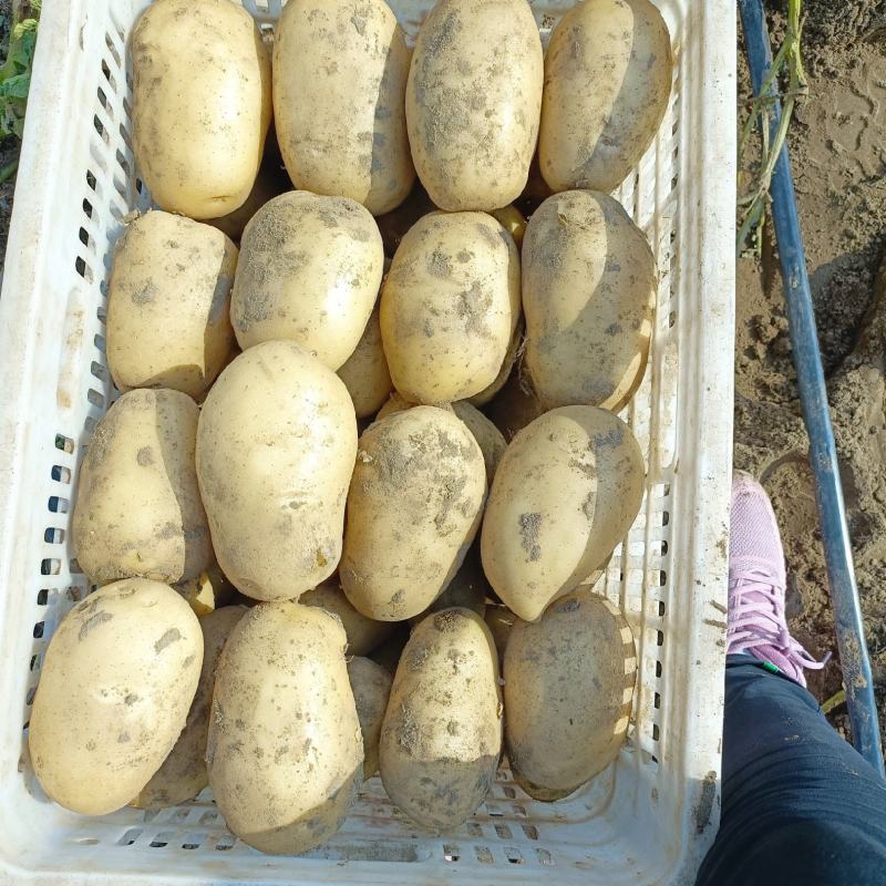 （热销）石家庄沙土地种植基地沃土五号一手货源