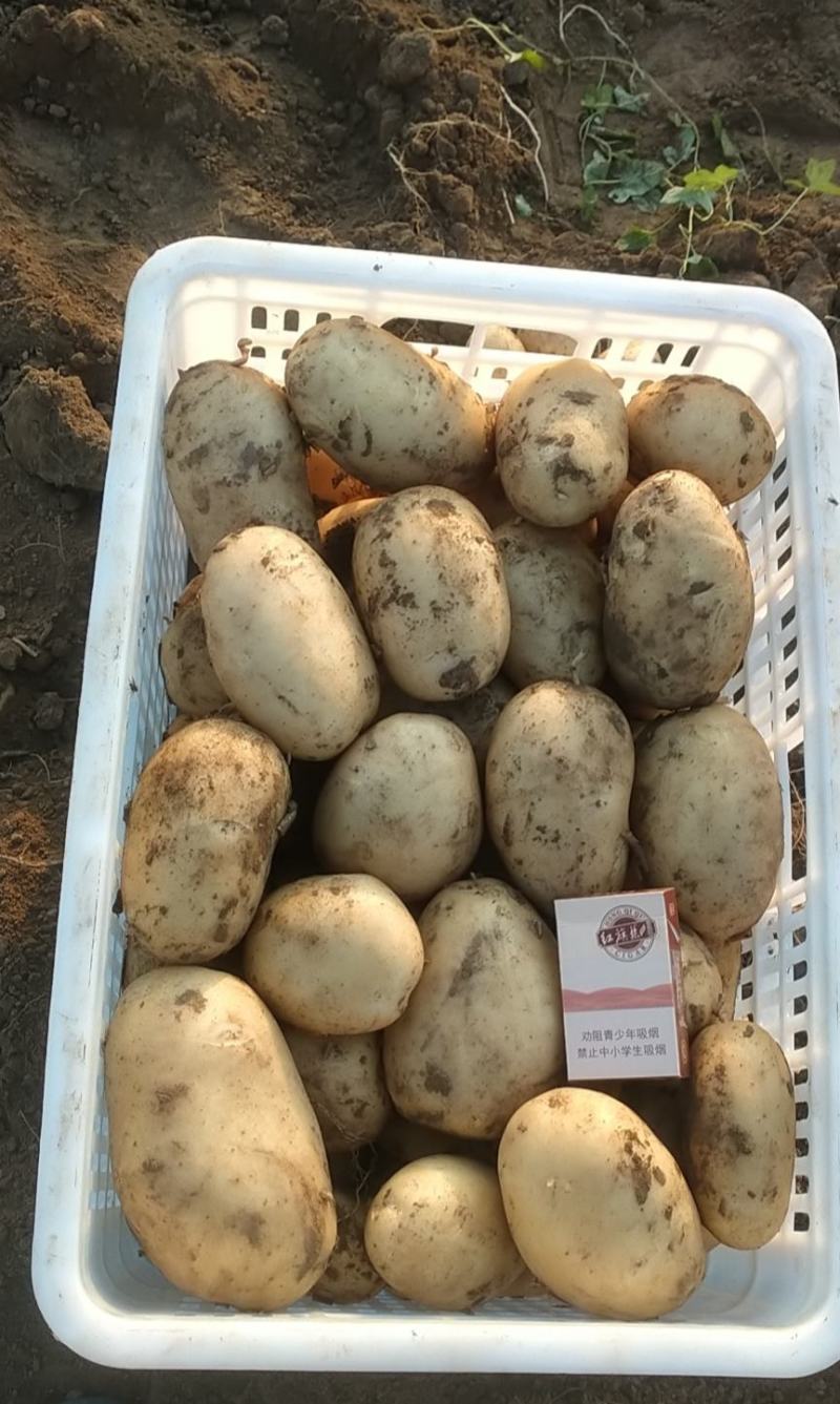 （热销）石家庄沙土地种植基地沃土五号一手货源