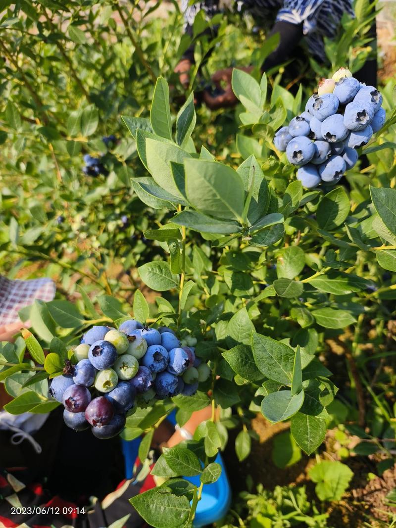 露天蓝莓大批量上市，莱克西，绿宝石，薄雾，奥尼尔