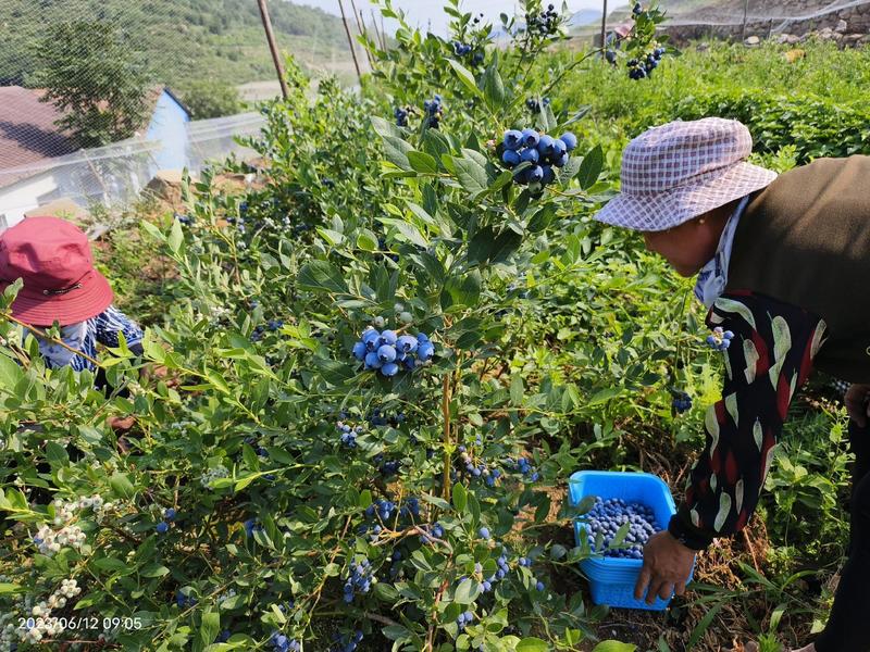 露天蓝莓大批量上市，莱克西，绿宝石，薄雾，奥尼尔